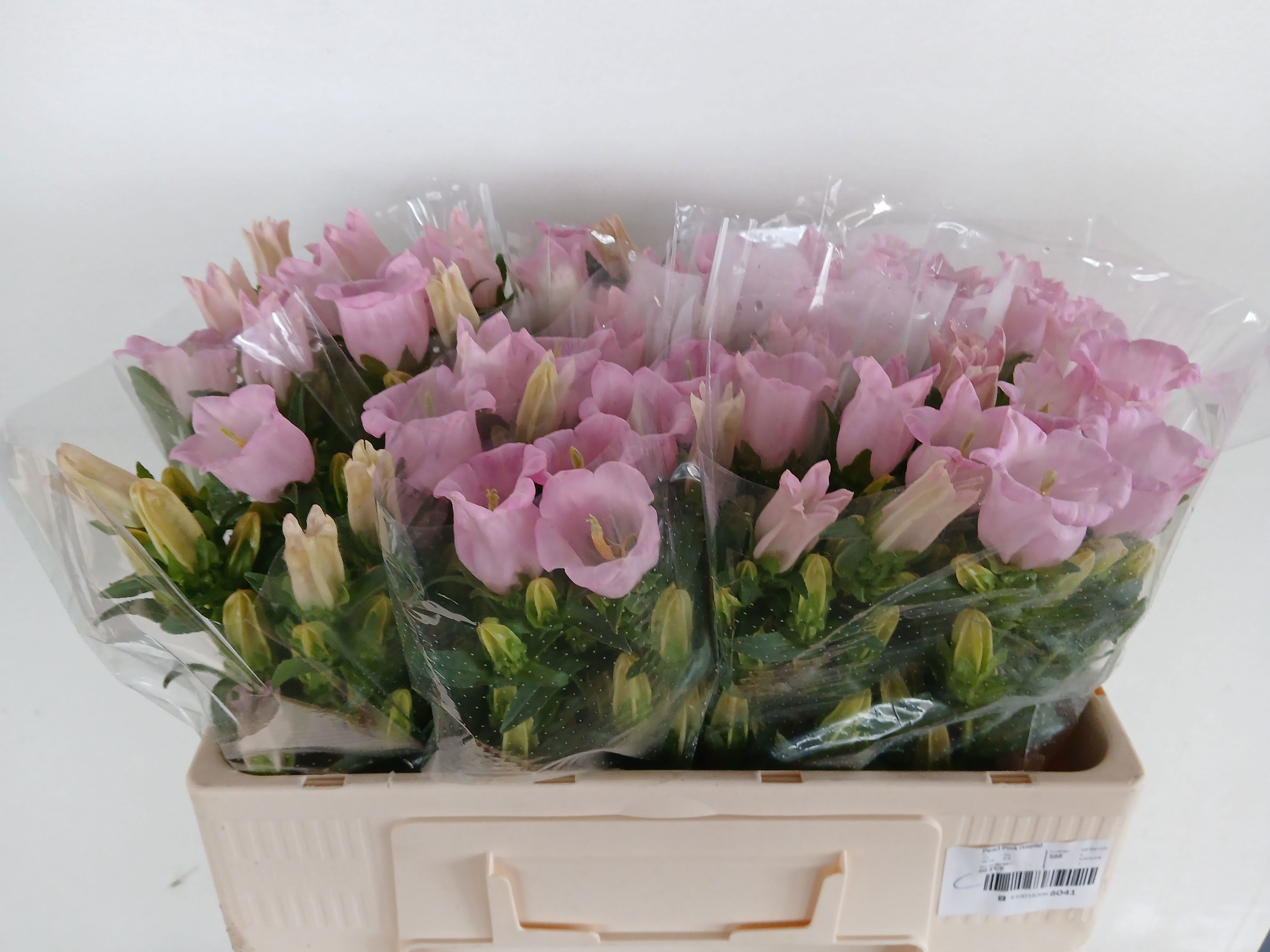Campanula Medium Pearl Pink 50cm