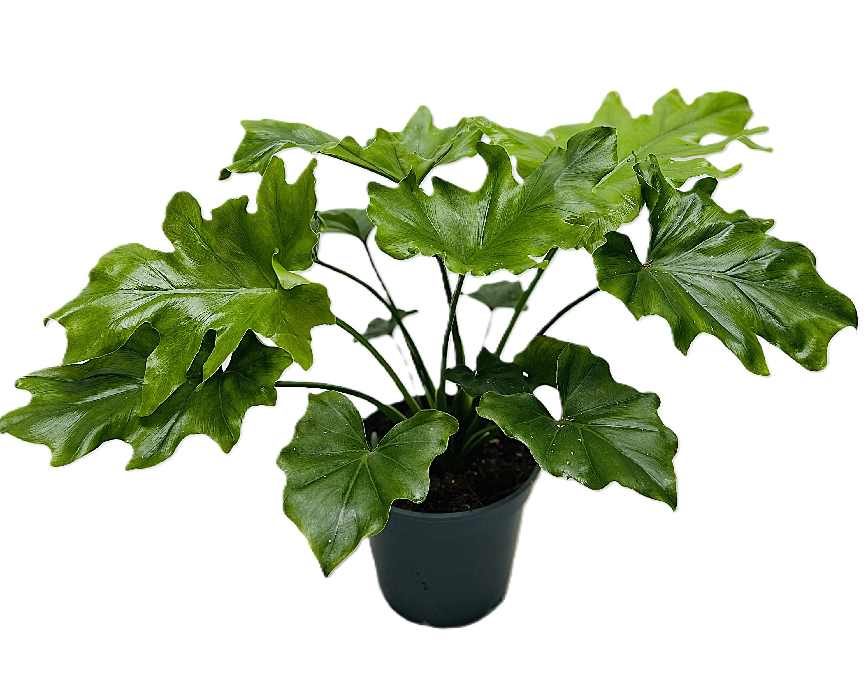 Picture of Philodendron Hope P17 60CM