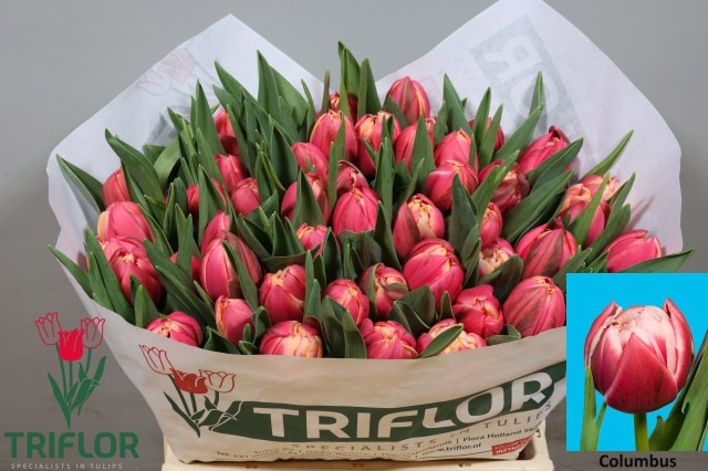 Tulipa Double Columbus 41cm 40gram