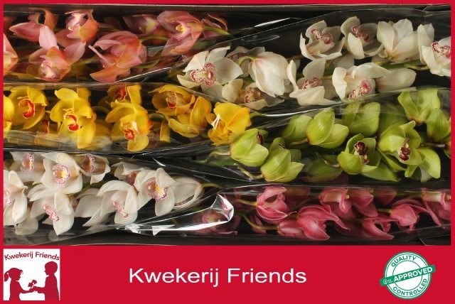 Cymbidium Asst 13bl