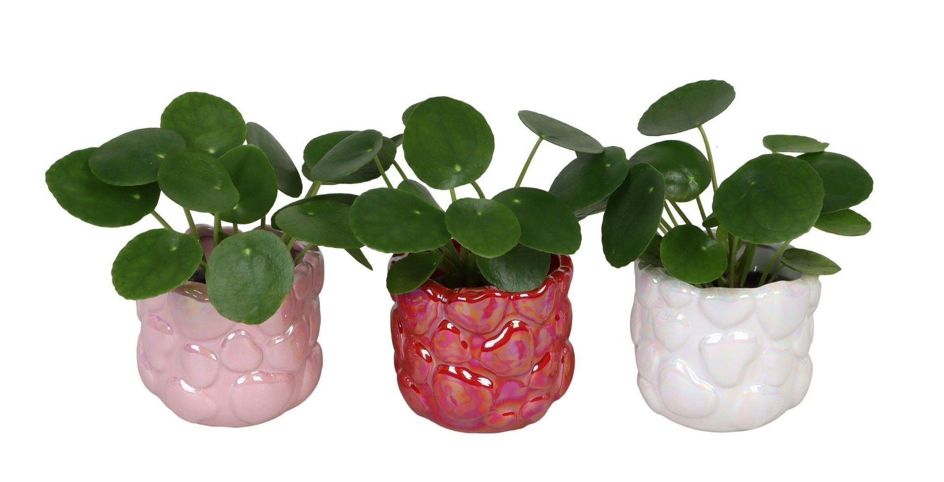 Pilea L 66713 with Pilea Peperomioides Mix