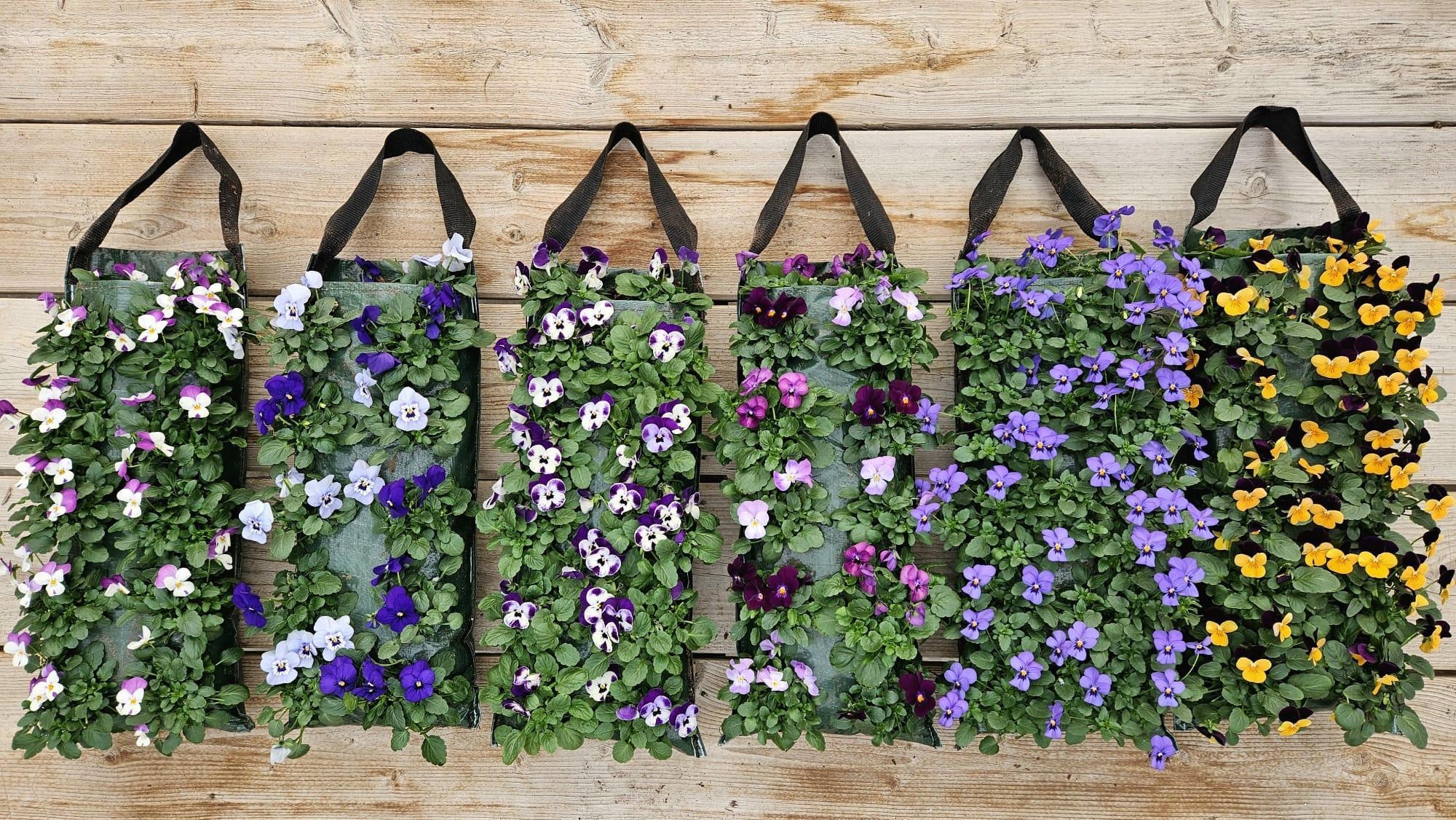 Viola V9710 wallhanger