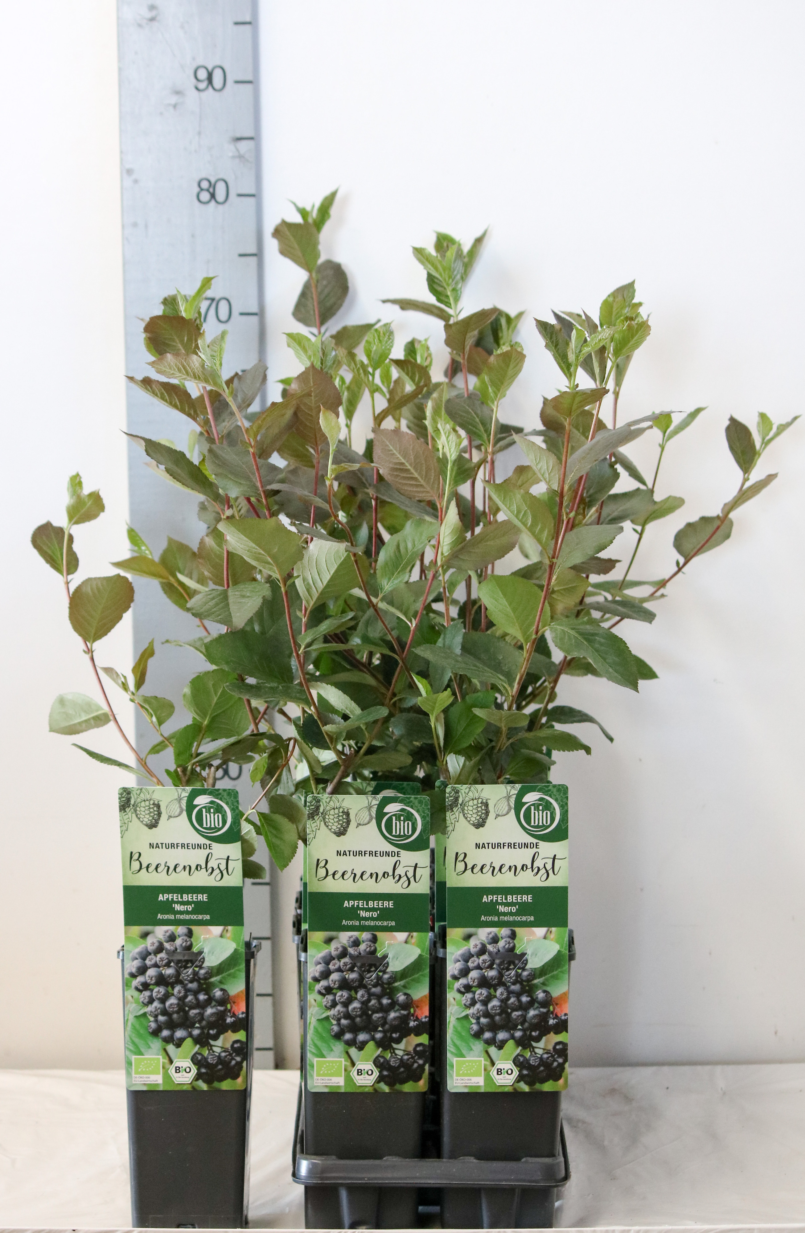 Aronia prunifolia 'Nero' bio