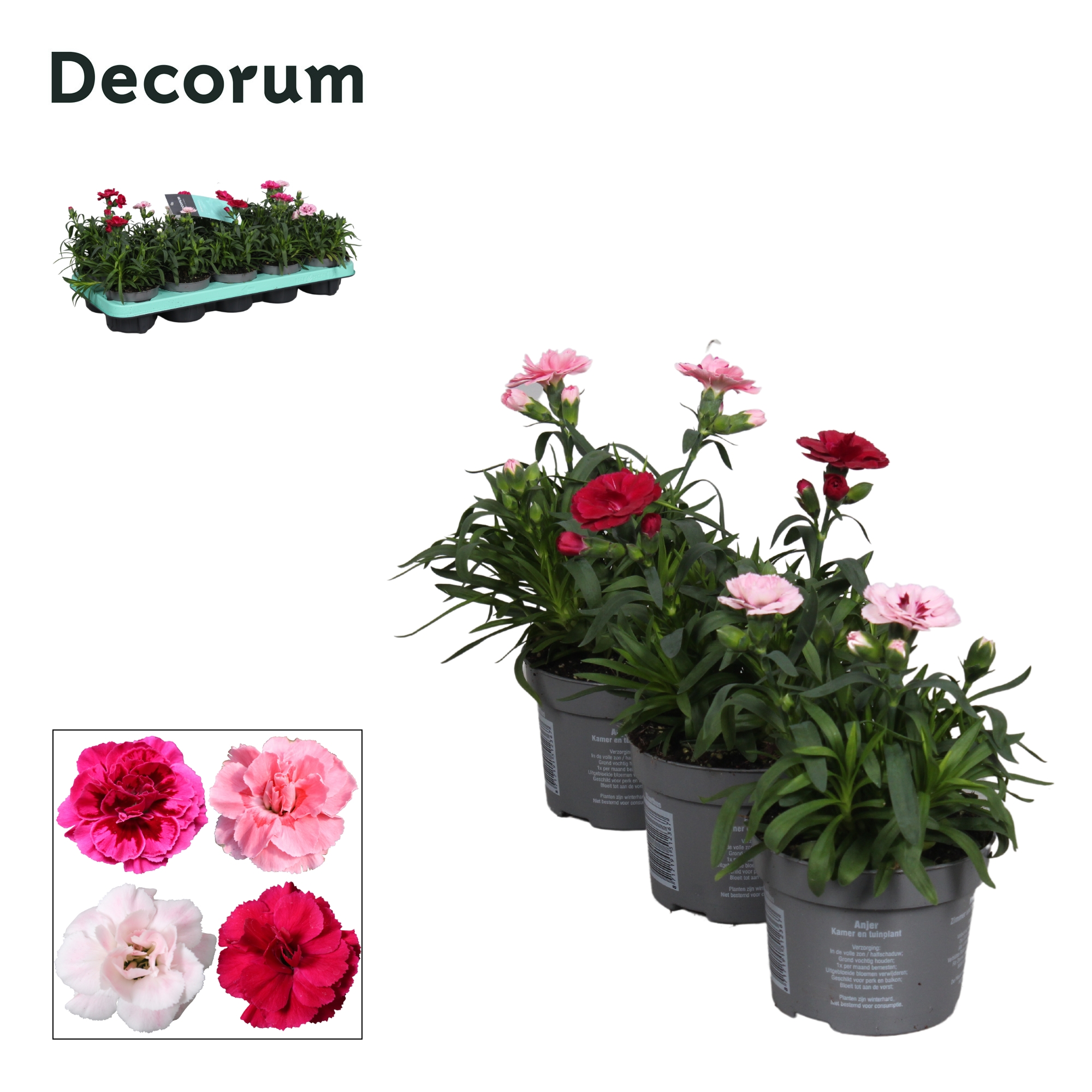 Picture of Dianthus - 10,5 cm - Oscar mix - Decorum P10.5 21CM