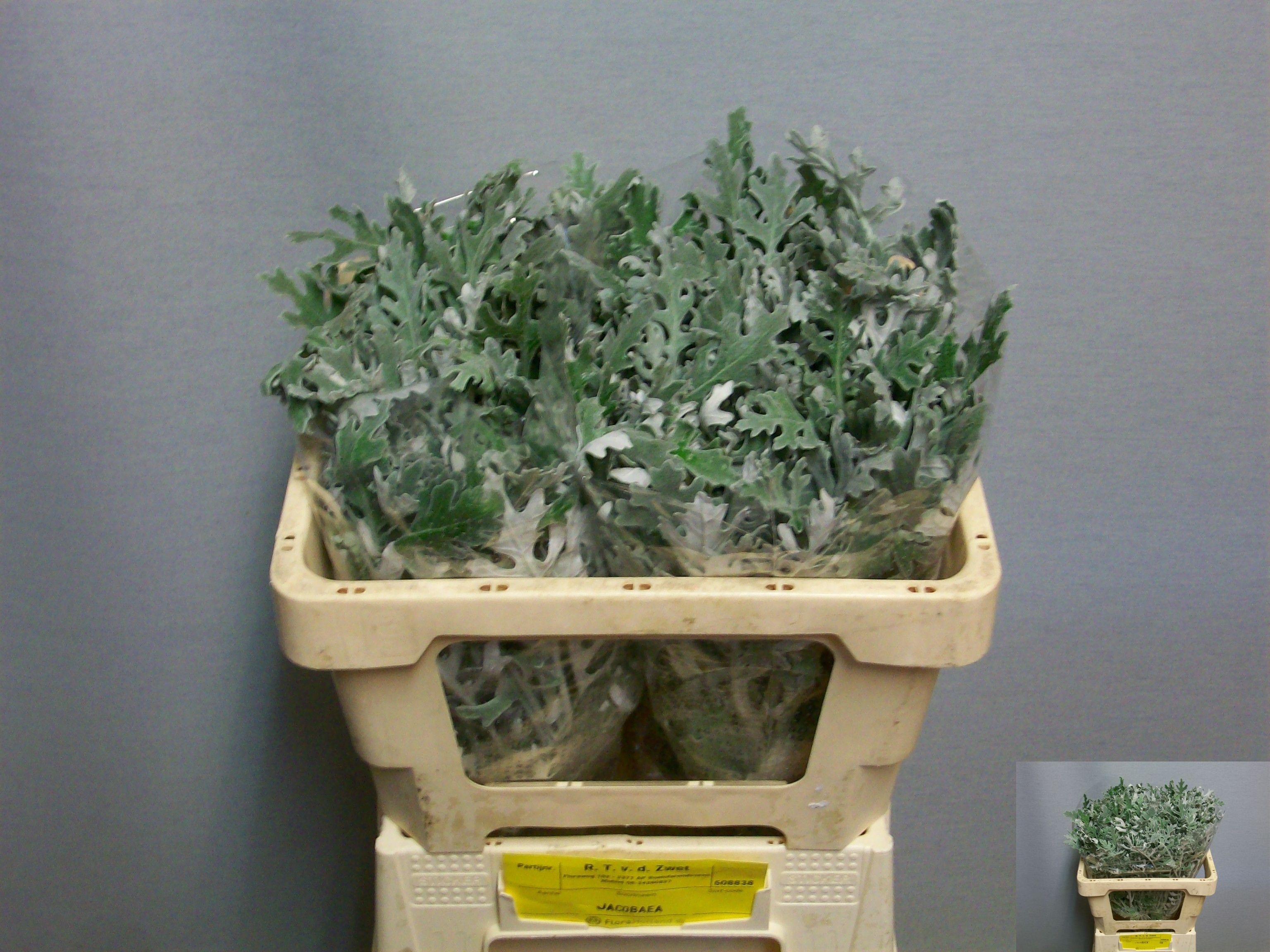 Senecio Dusty Miller 45cm
