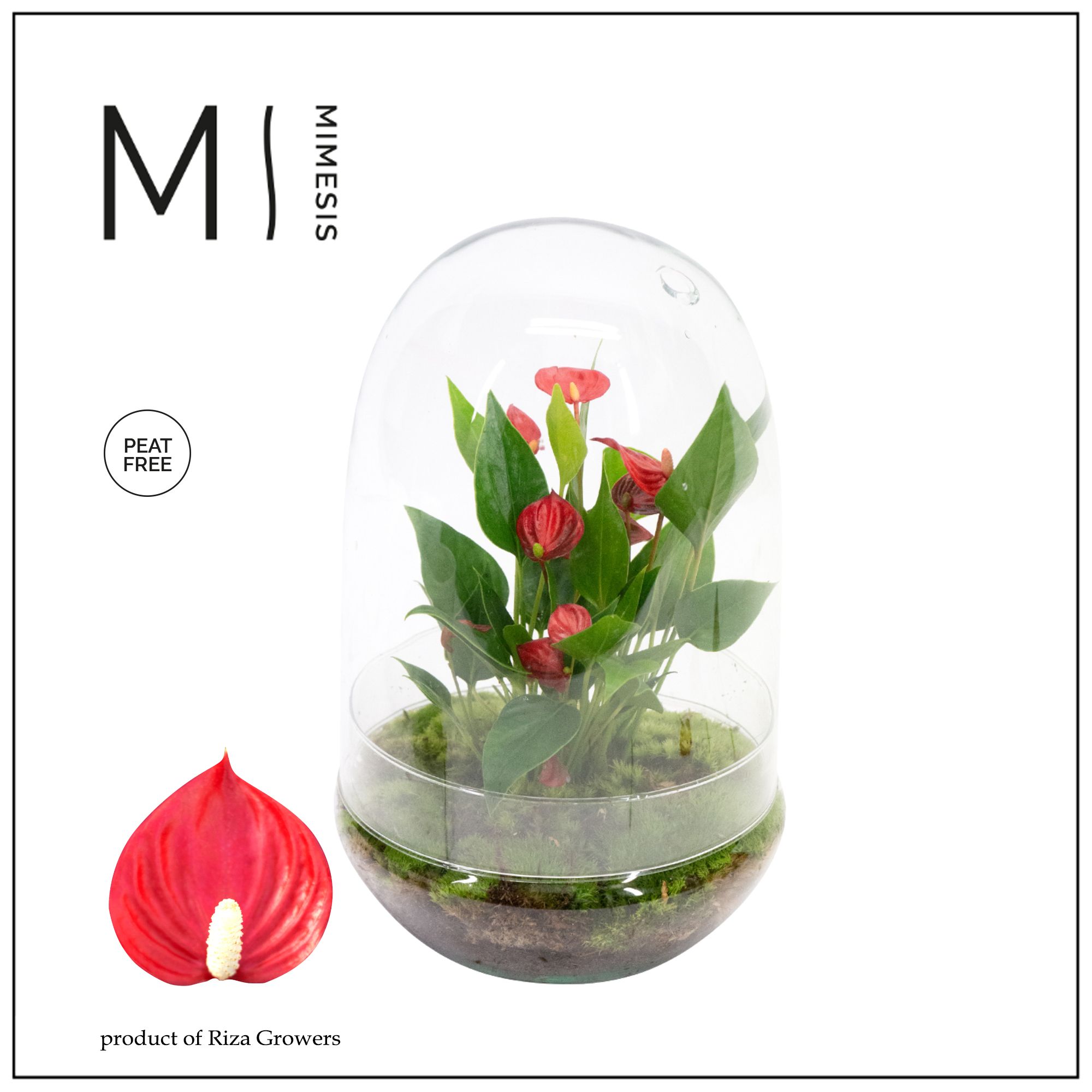 Arr. Anthurium H% Million Flowers Terrarium | Gardenline