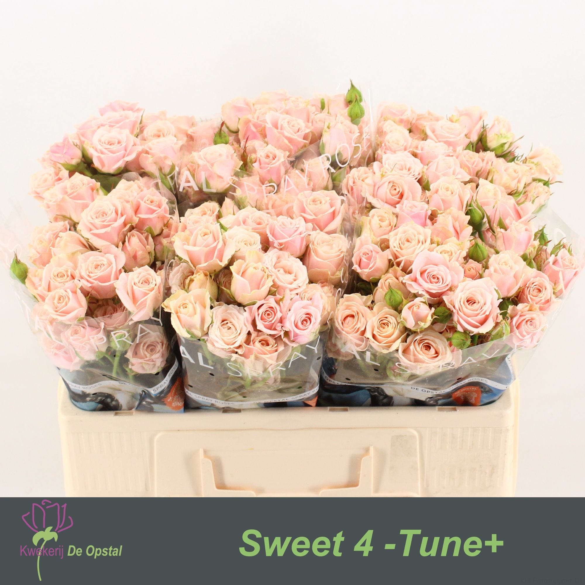 R Tr Sweet 4 Tune+