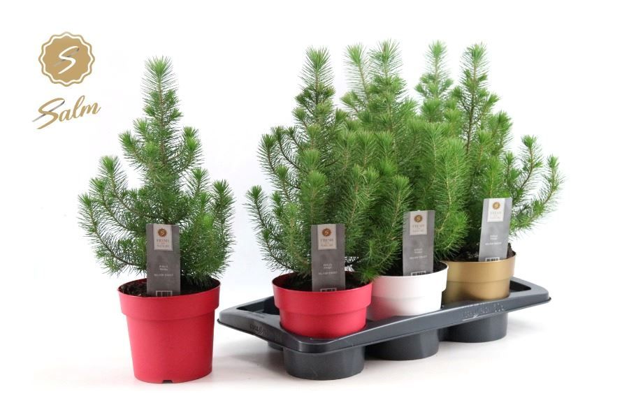 Pinus Silver Crest 17P 47H