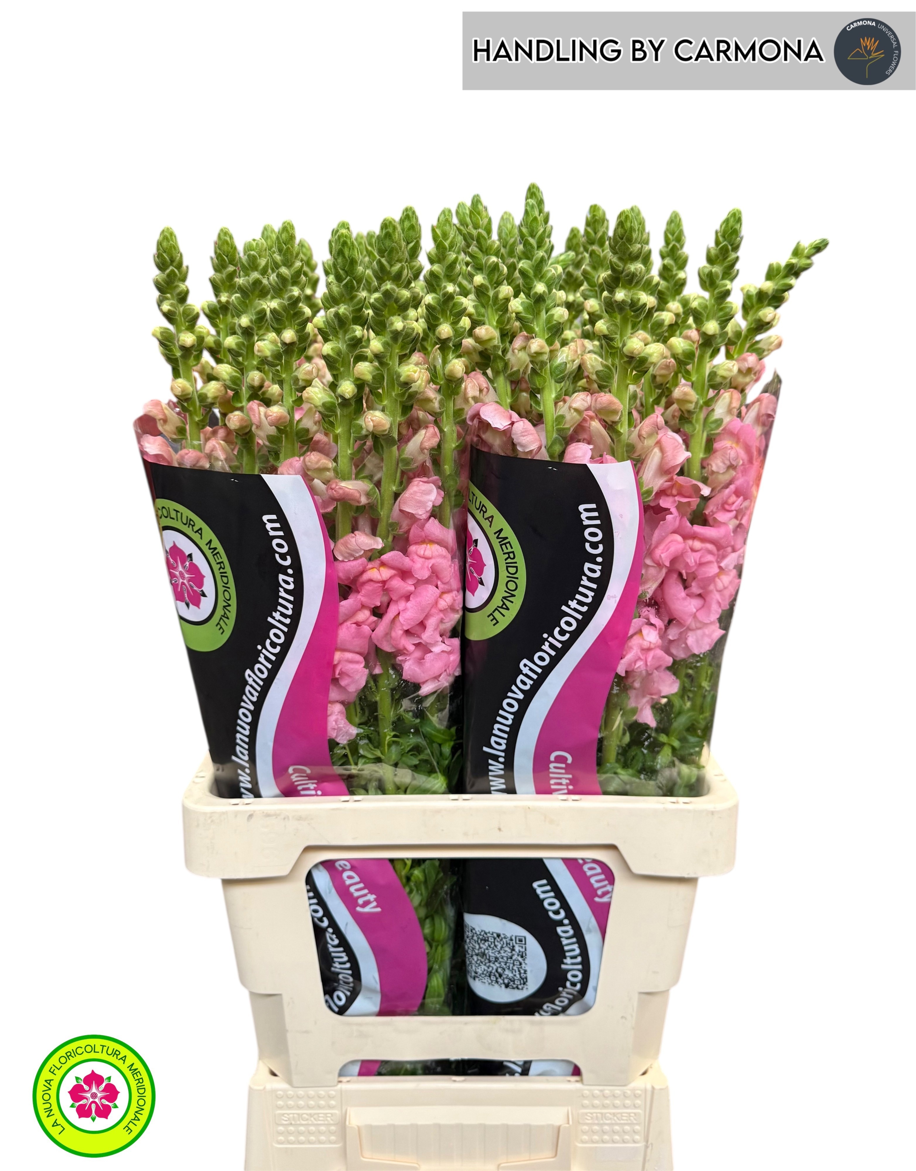 Antirrhinum Poto Early Pink 70cm