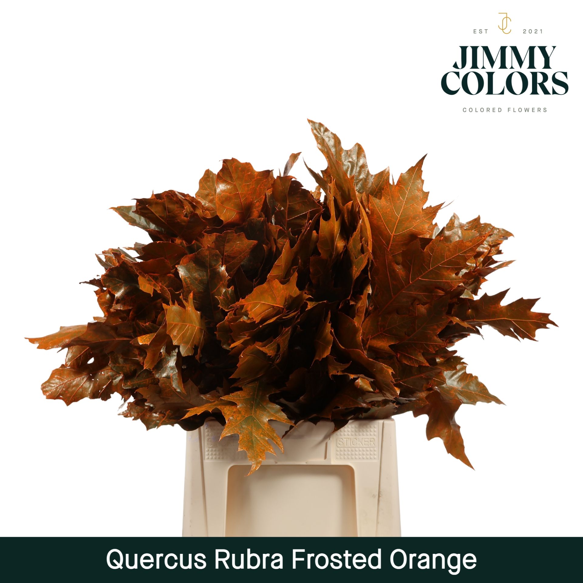 Quercus Rubra L60 Frosted Orange