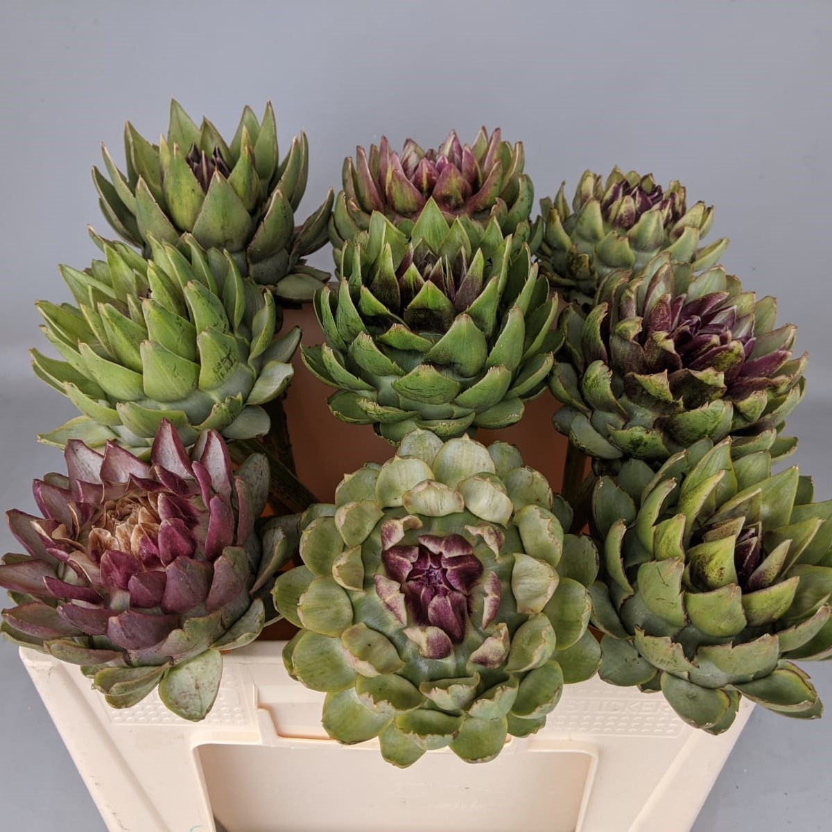 Cynara Sc Green Glob 50cm