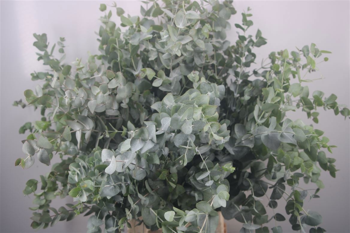 Euc Cinerea Per Bos