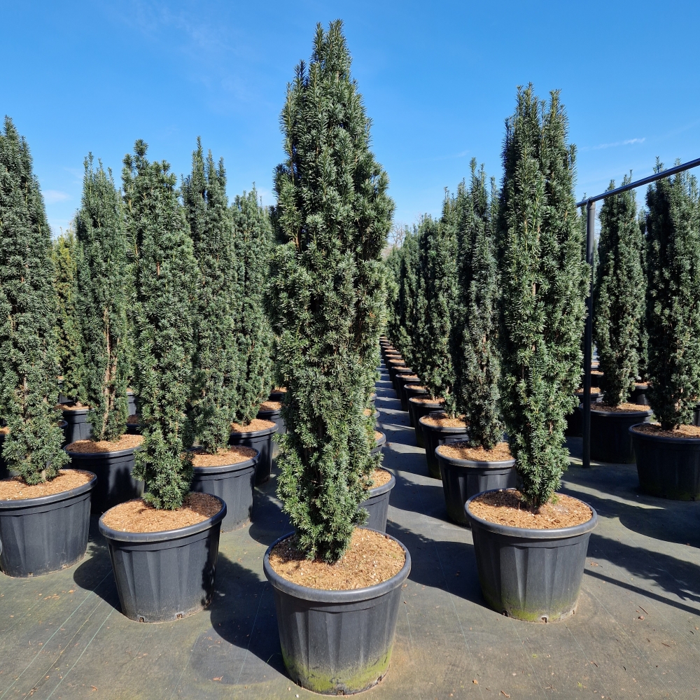 Picture of Taxus baccata Fast. Robusta C110 200/+