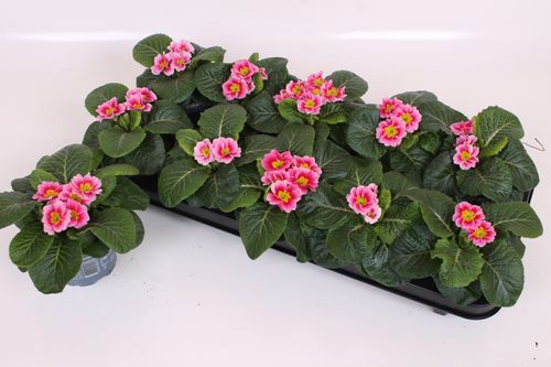 Primula Acaulis -Appleblossom p10 Scheffers