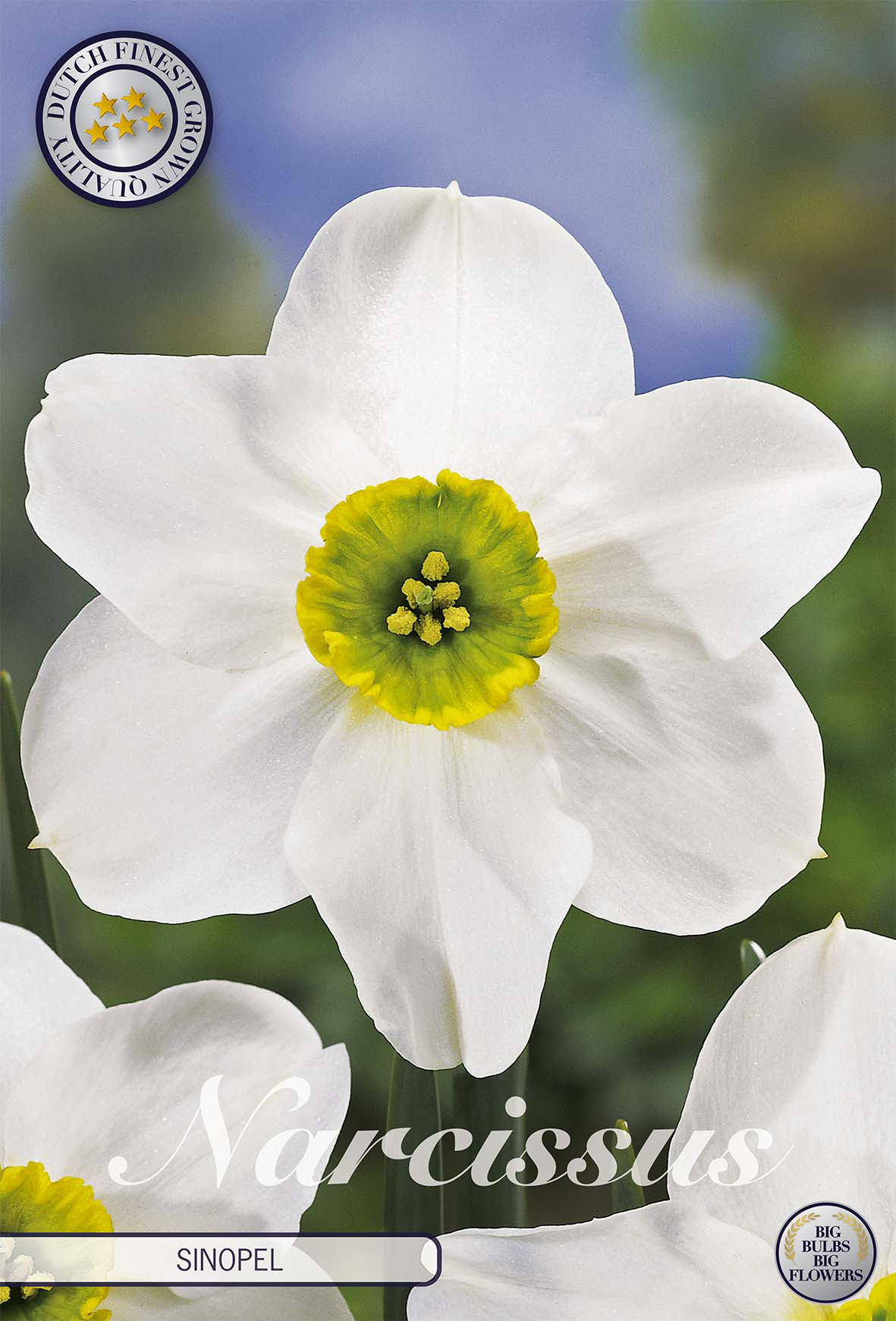Narcissus Small Cupped Sinopel x5