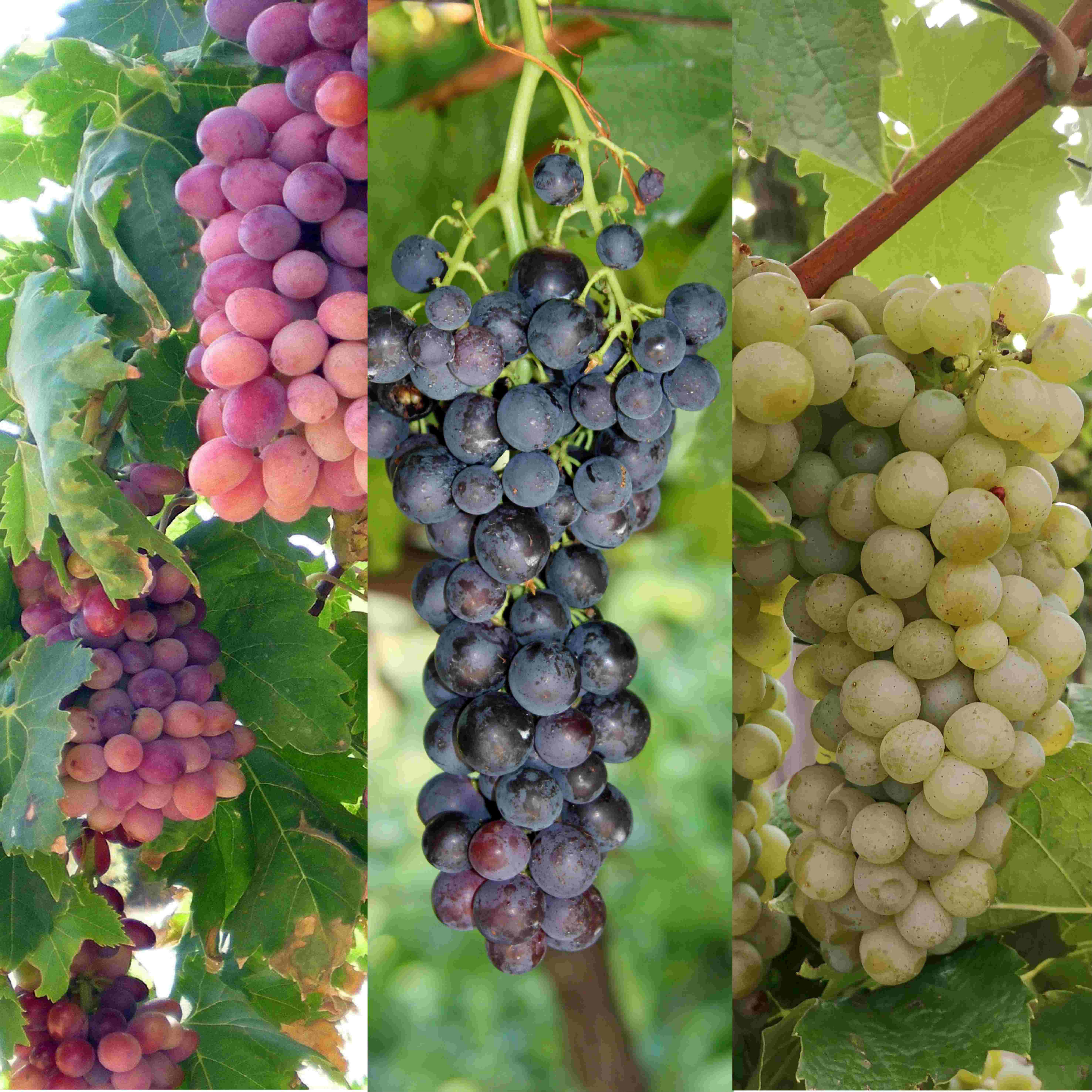 Vitis BIO Vitis vinifera in varieties DE-ÖKO-006