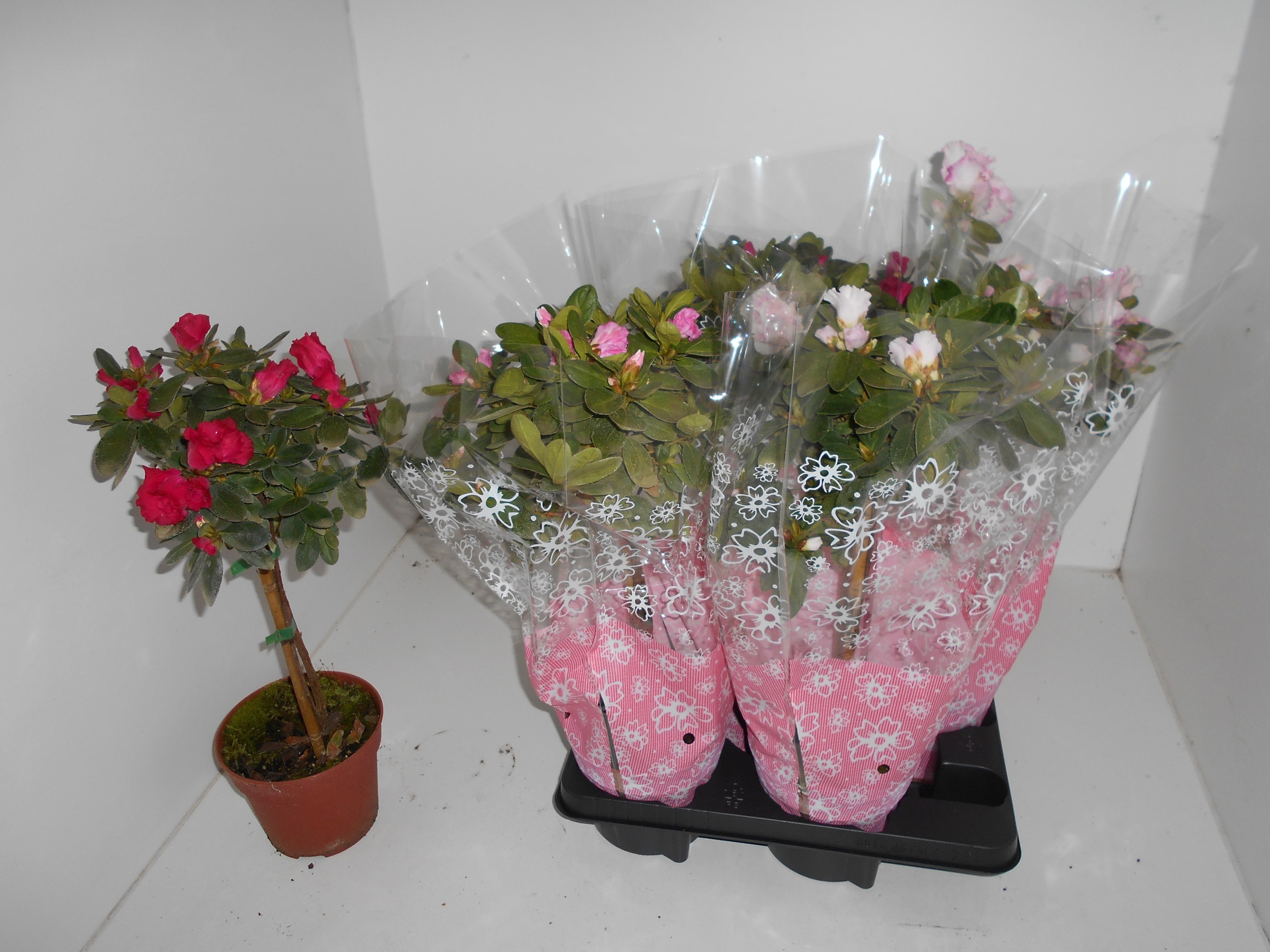 Rhodo Si Overig 15Ø 45cm