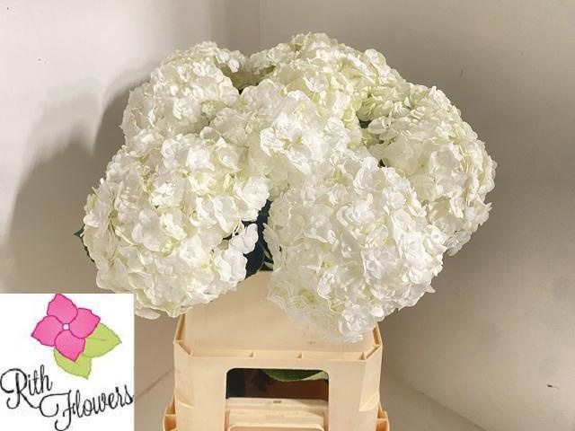 Hydrangea Royal Highness 80cm 18Ø