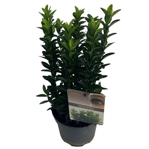 Euonymus jap. 'Jean Hugues' (Green Spider) sense p17 Asra