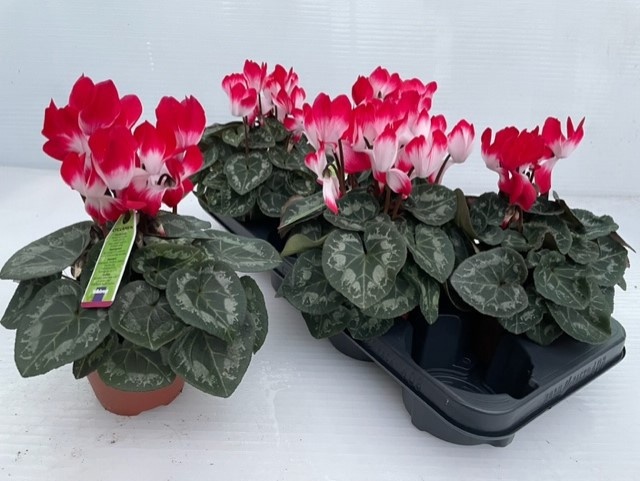 Cycl Md Indiaka 13P 30H 25Ø Cm 23bloei