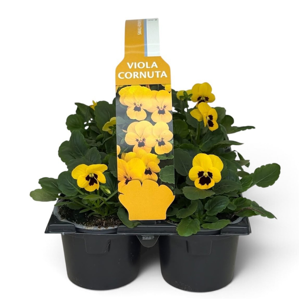 Viola Sixpack Viola Cornuta Yellow Blotch