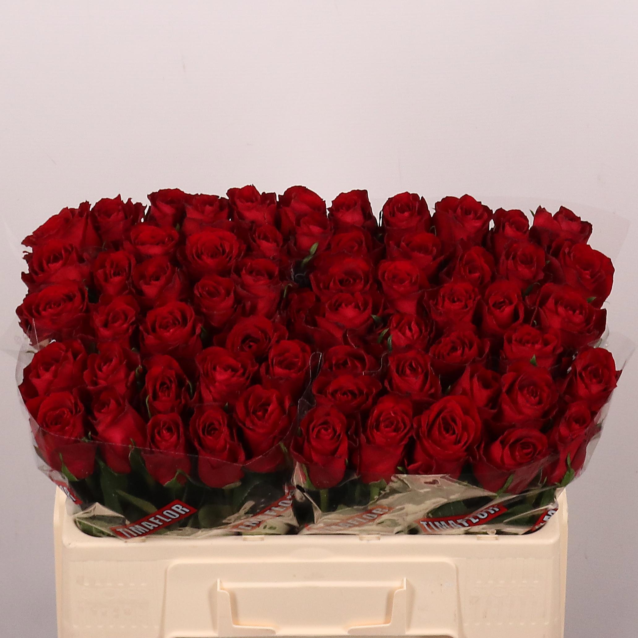 Rosa Madam Red 50cm