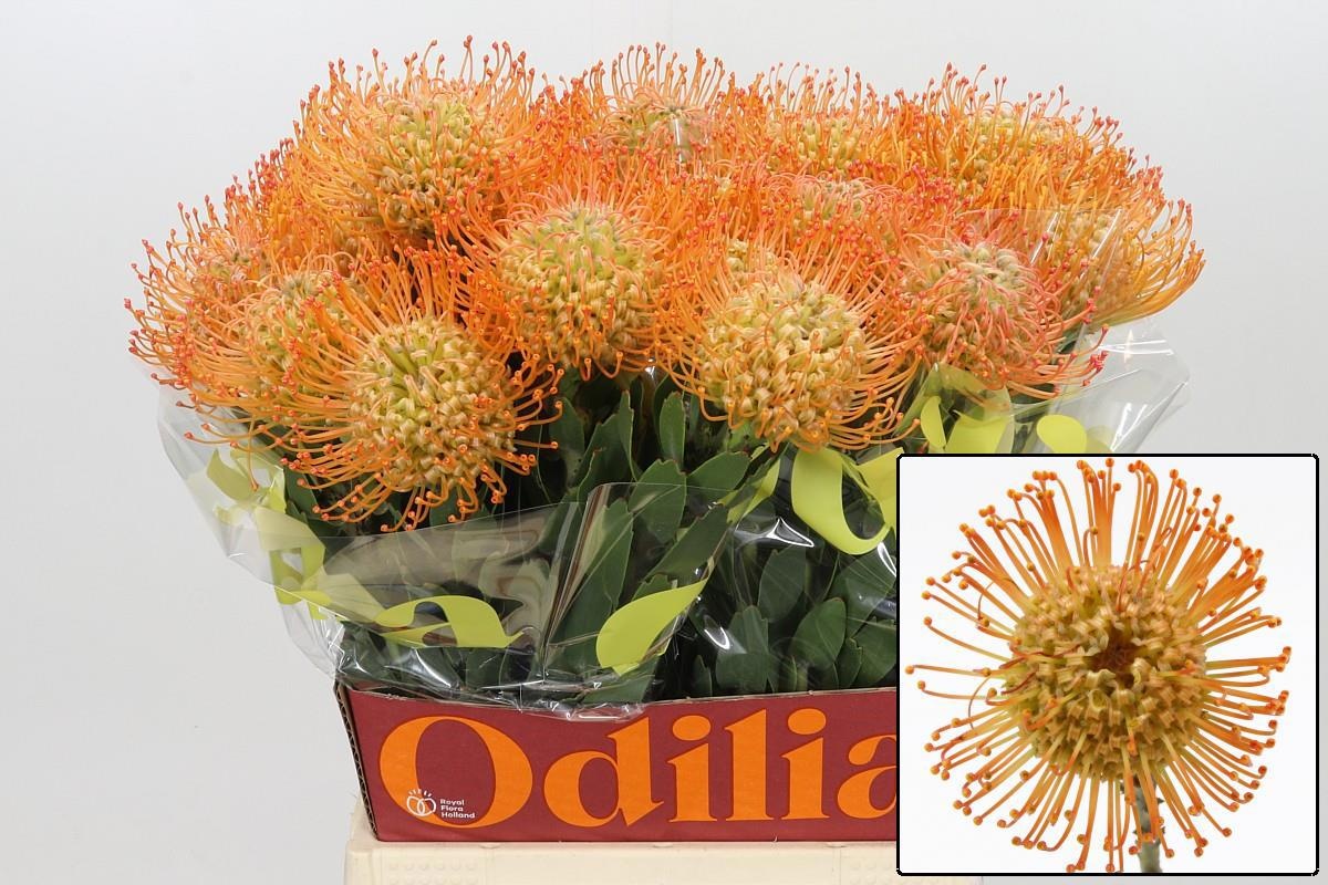 Leuco Queen Juliana 50cm