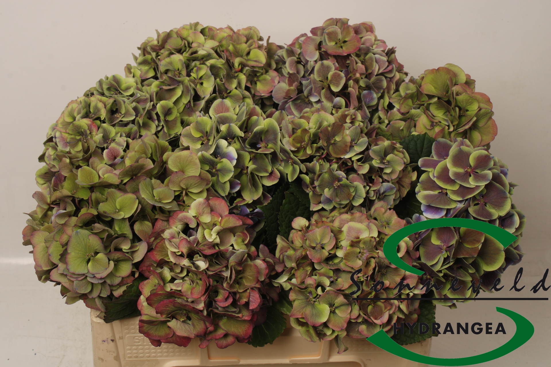 Hydrangea Harlekijn Cla 50cm 17Ø