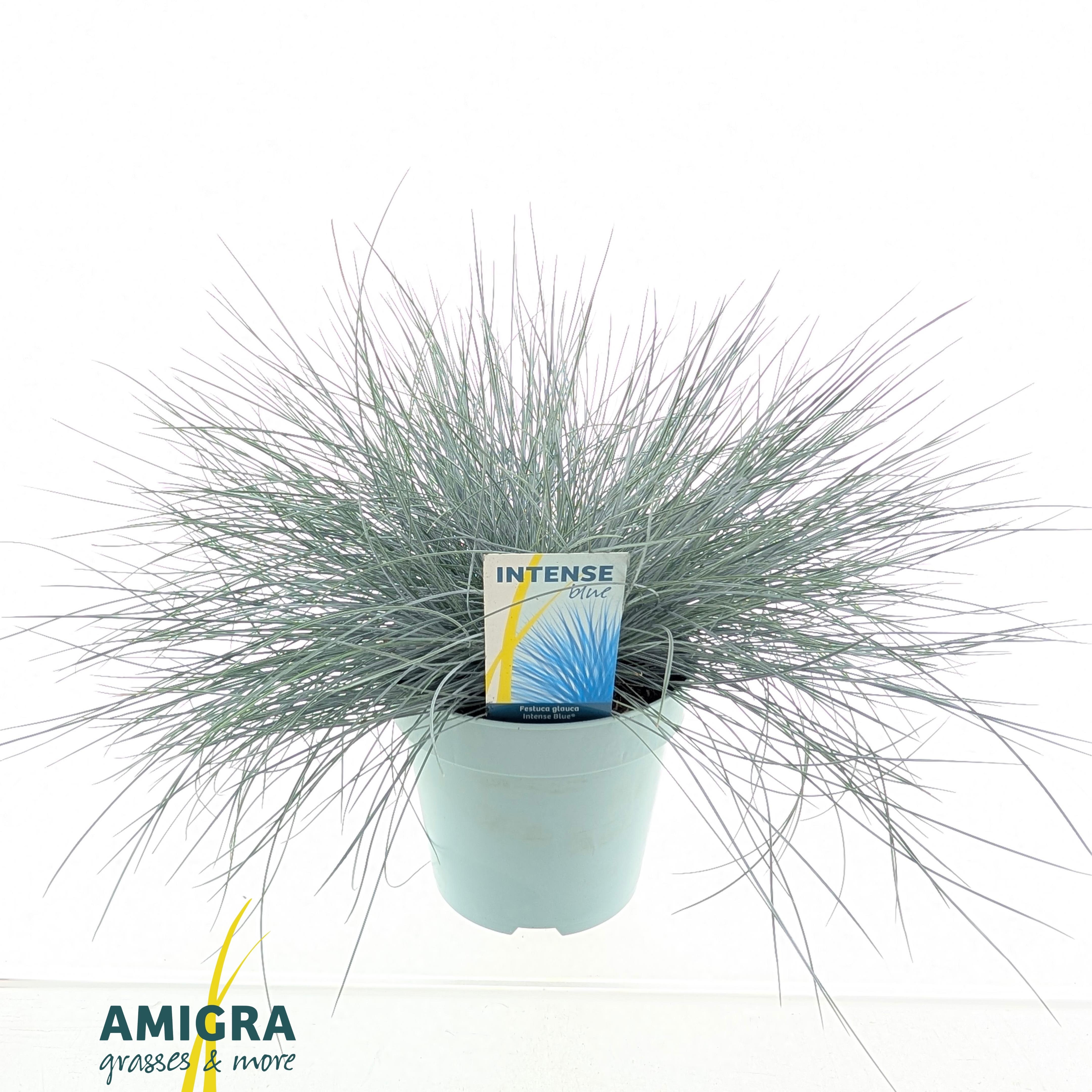 Picture of Festuca glauca Intense Blue®