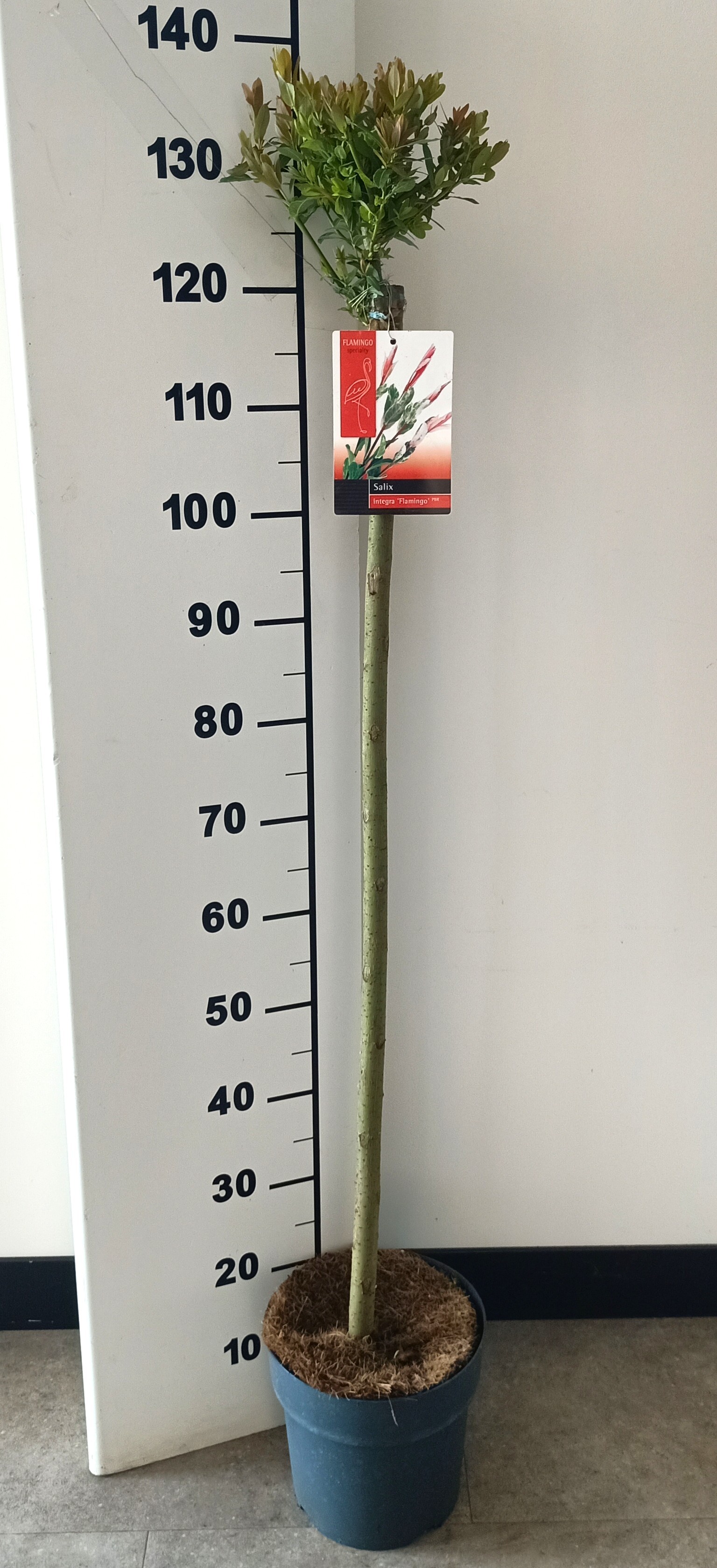 Picture of Salix Flamingo stam 100