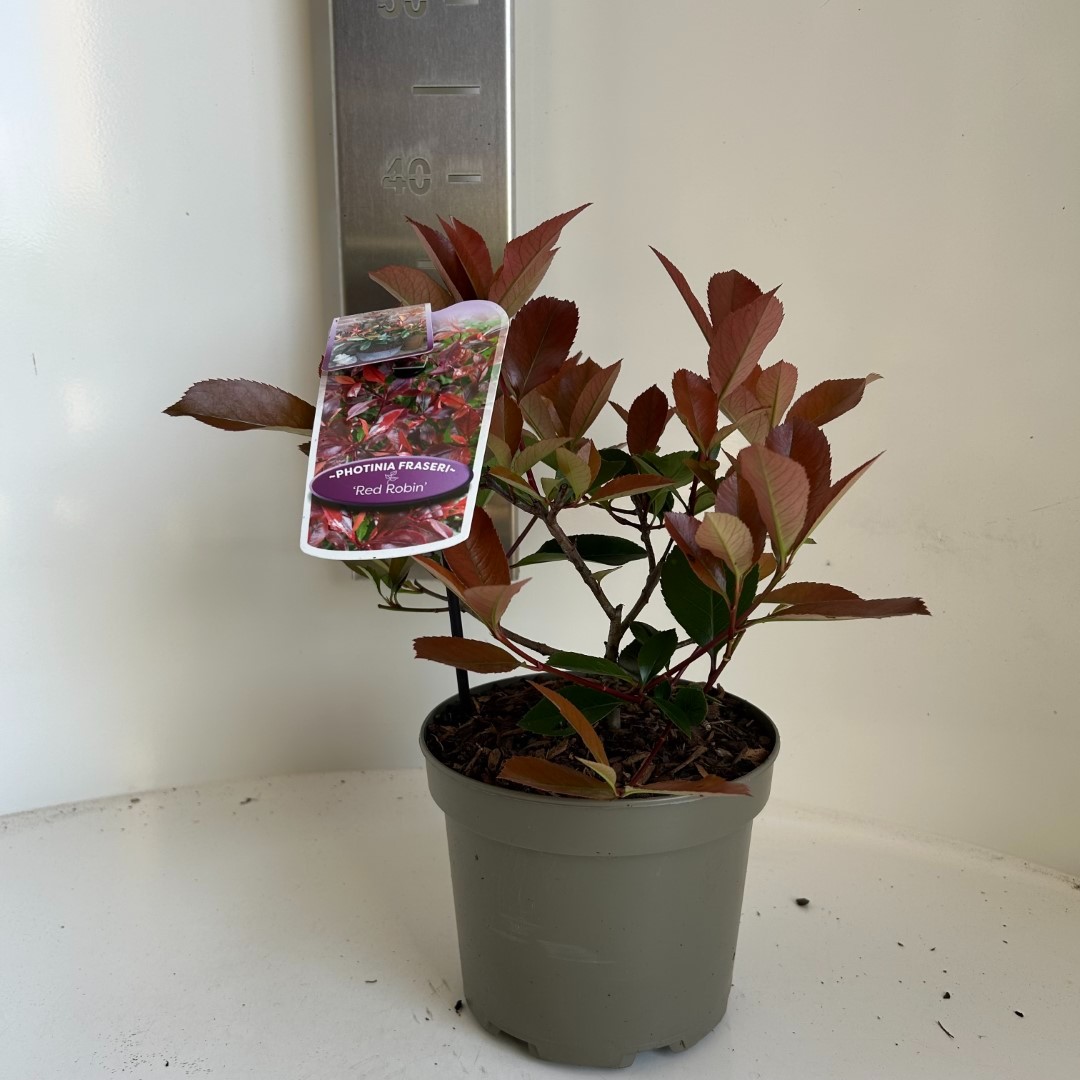 Picture of Photinia fras. Red Robin P17 (2 Ltr)