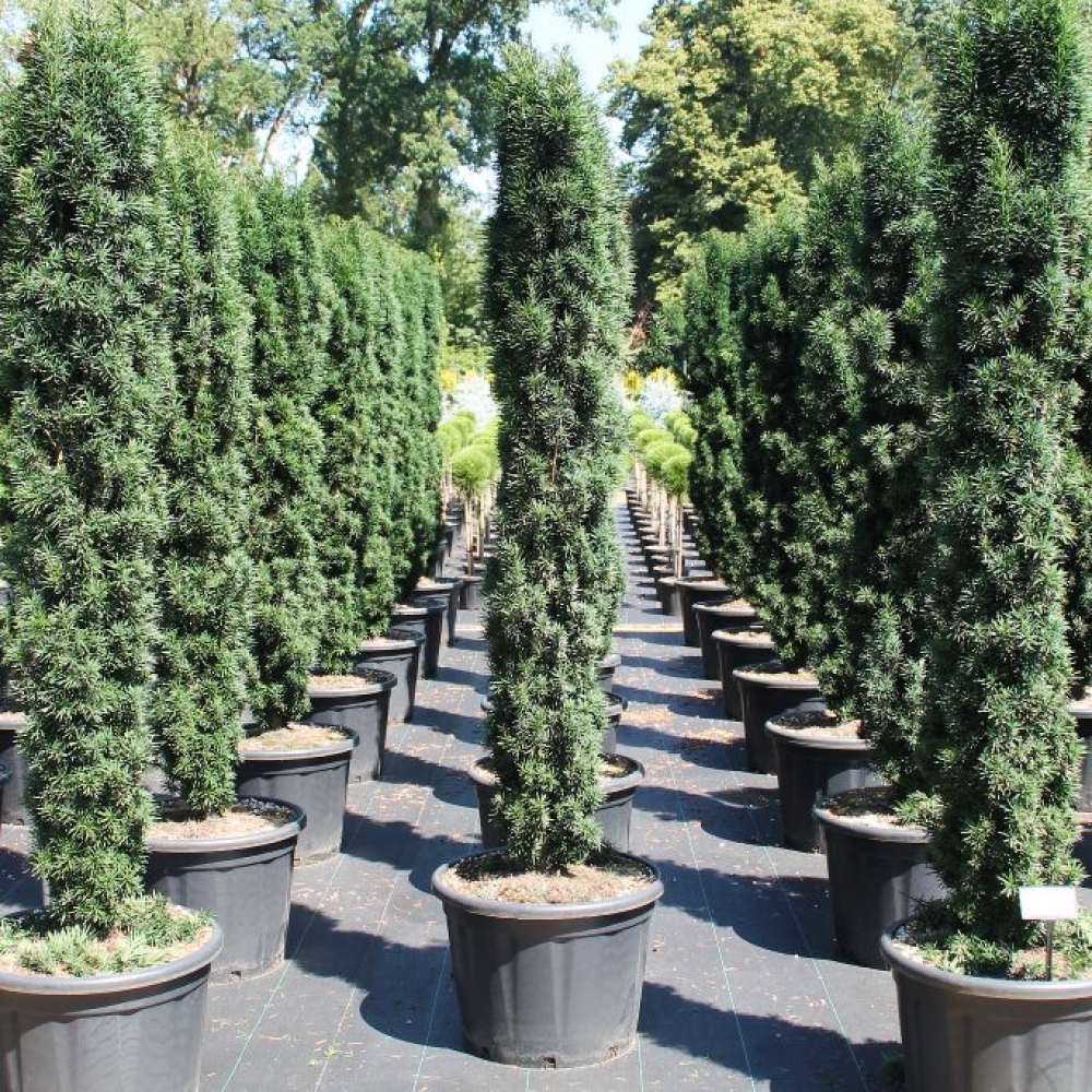 Picture of Taxus baccata Fast. Robusta 160/170