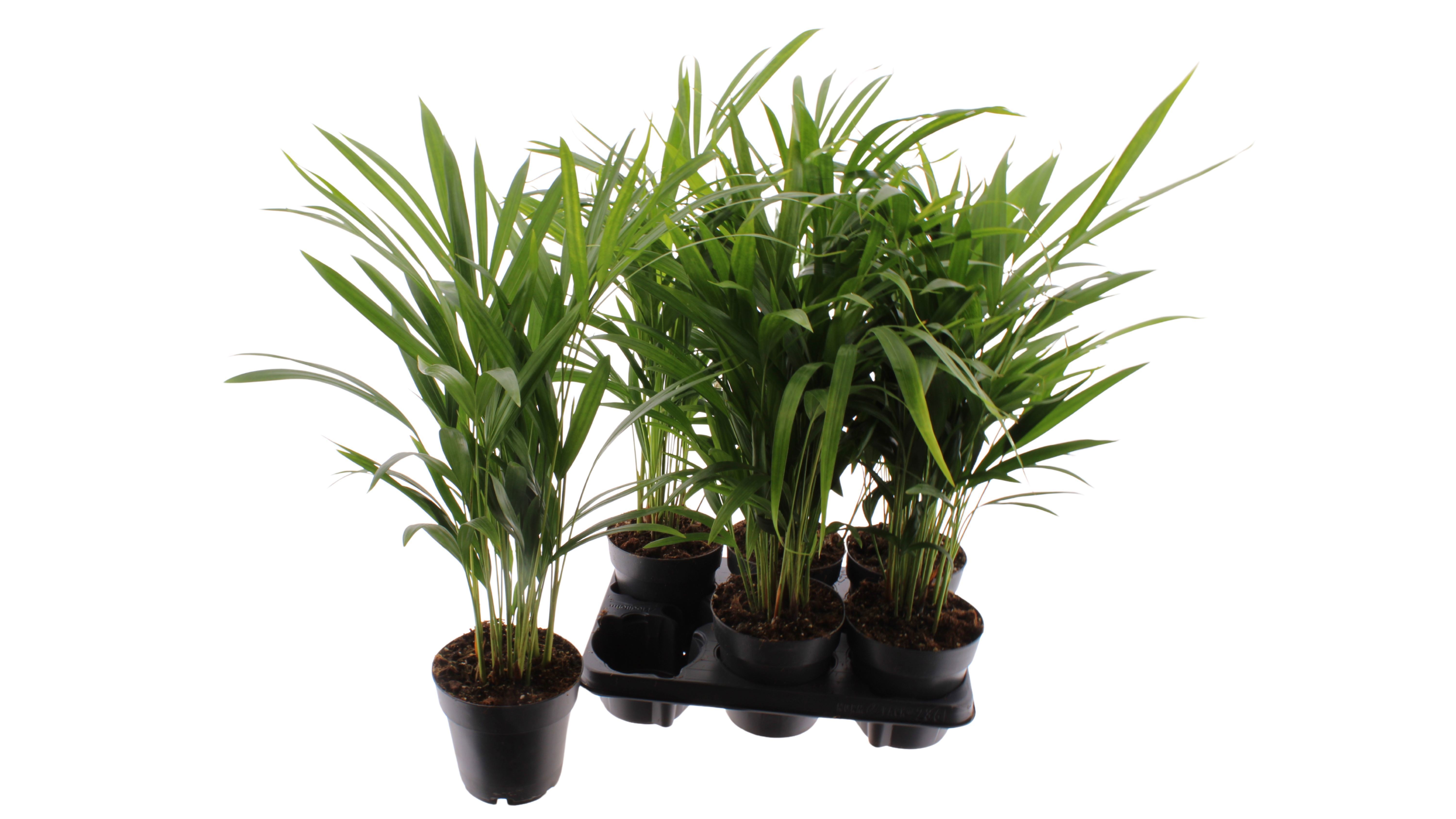 Dypsis Lutescens 14P 45H 30stek