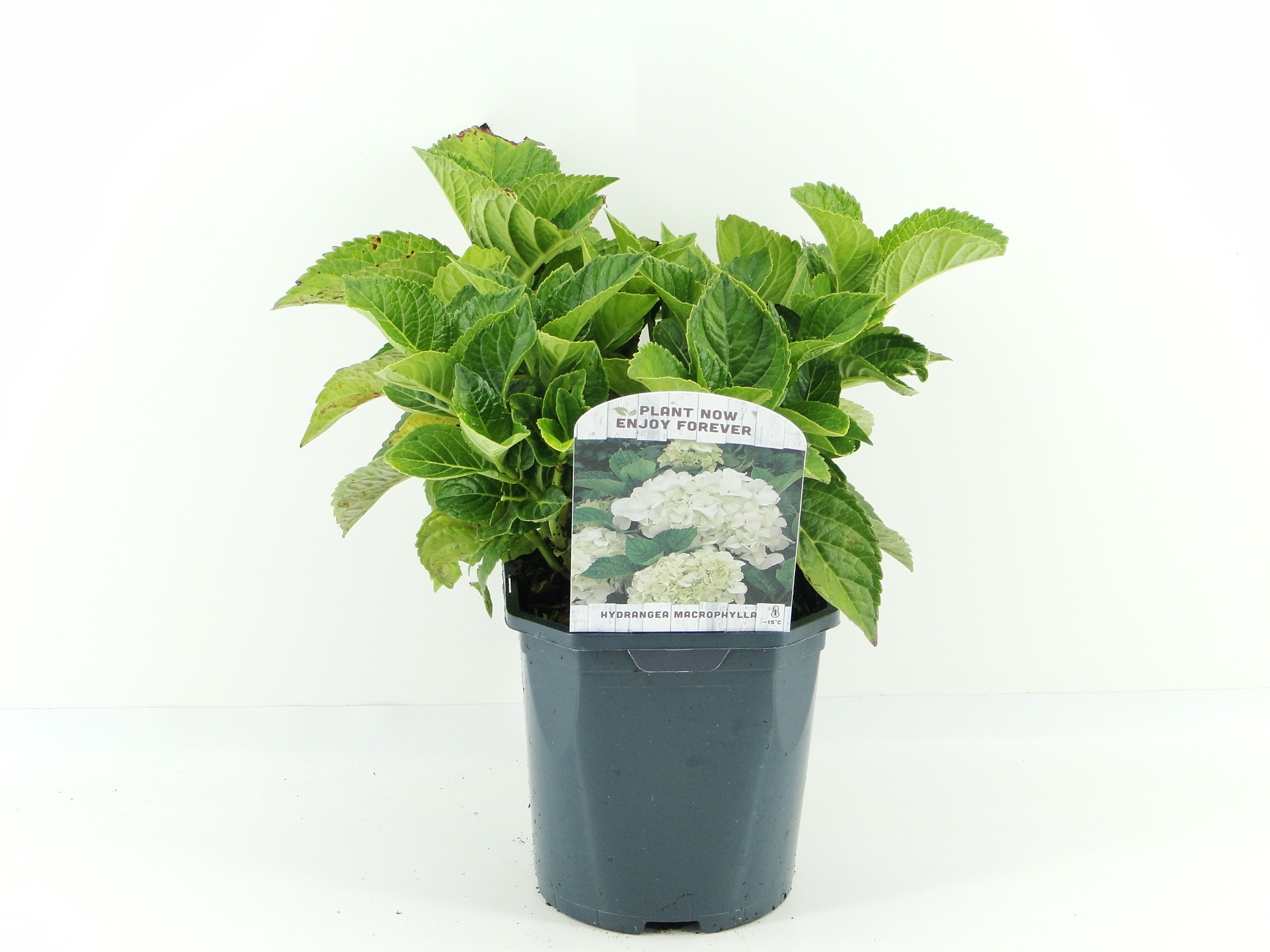 Picture of Hydrangea macr. (white) P17 (2 Ltr) Square