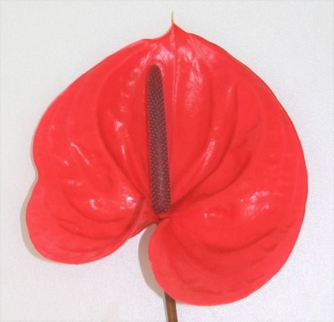 Anthurium Enjoy 7Ø