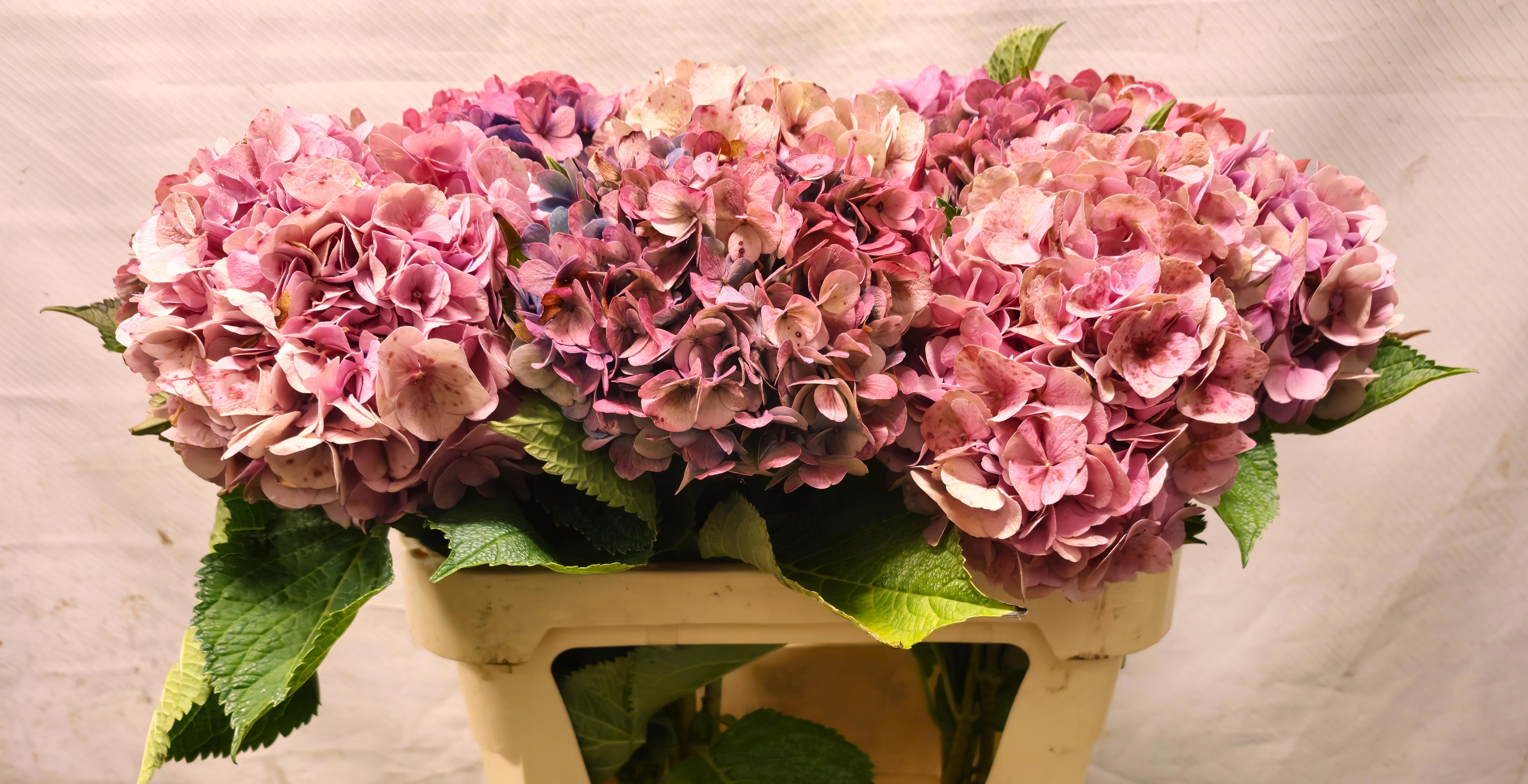 Hydrangea Antique 70cm 17Ø