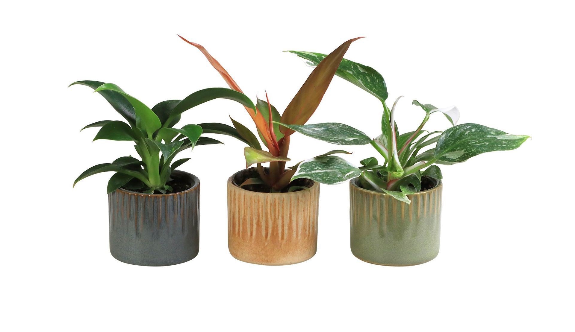Philodendron L 66030 With Philodendron Mix