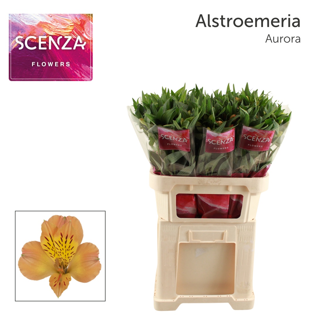 Alstr Aurora