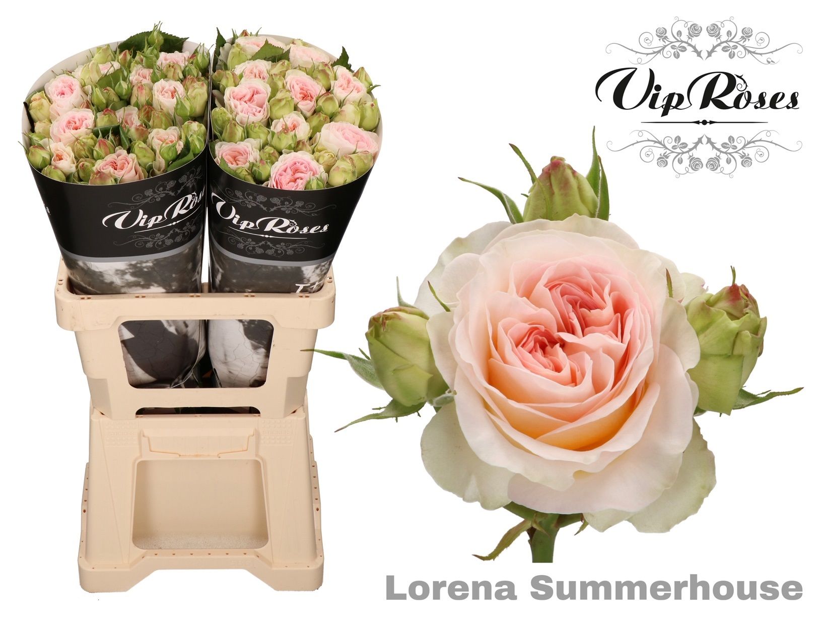 R Tr Lorena Summerh