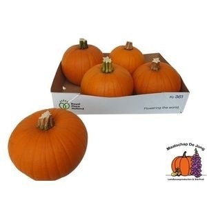 Cuc Halloween