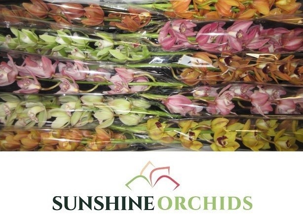 Cymbidium Asst Mini 60cm