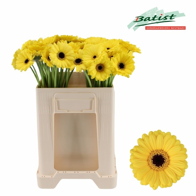 Gerbera Mini Sunshine