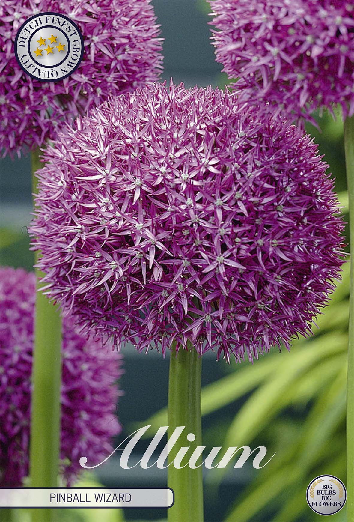 Allium Pinball Wizard x 1