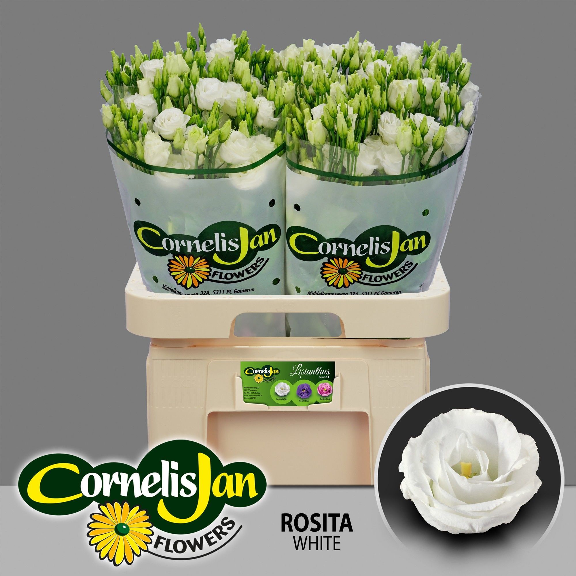 Eus G Rosi White