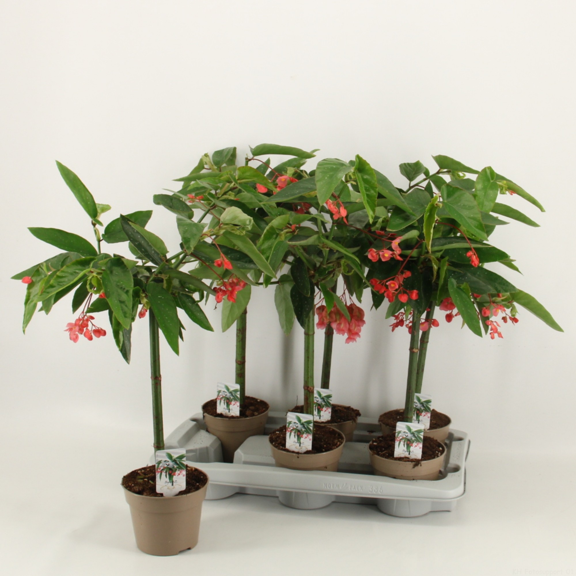 Picture of Begonia Tamaya stem P14 65CM