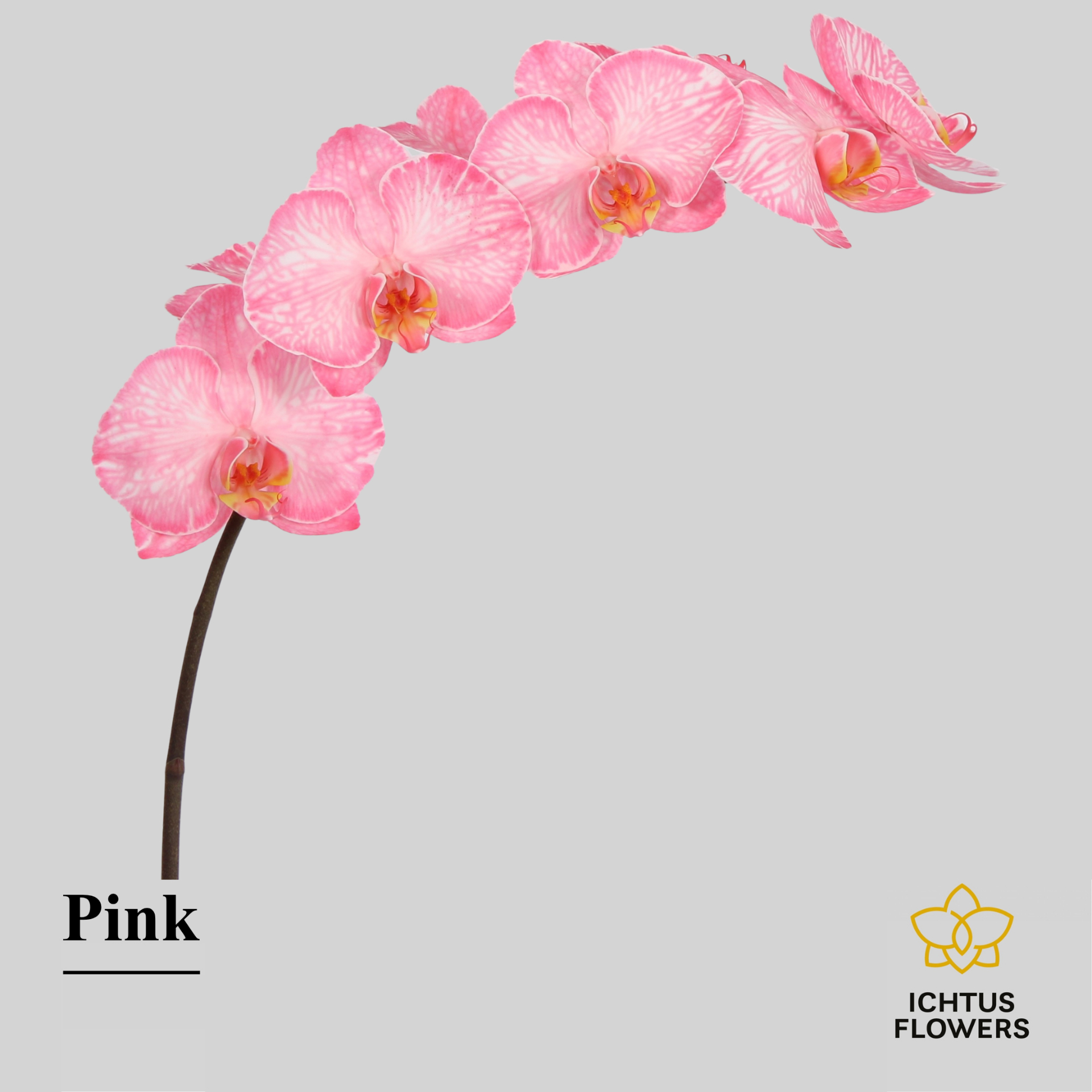 Phal Painted Excl. Pink Tak 7-9