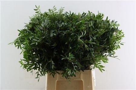 Pistacia Leaves Per Bunch 40cm