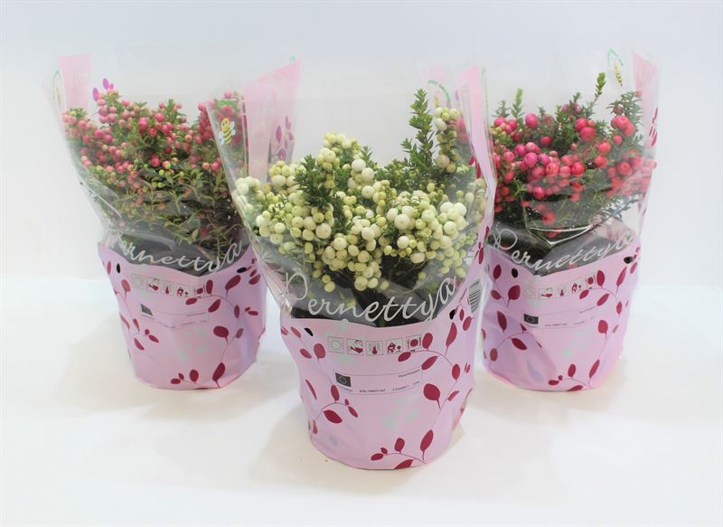 Picture of Gaultheria mucronata in varieties P17 (2 Ltr) IN-SLEEVE