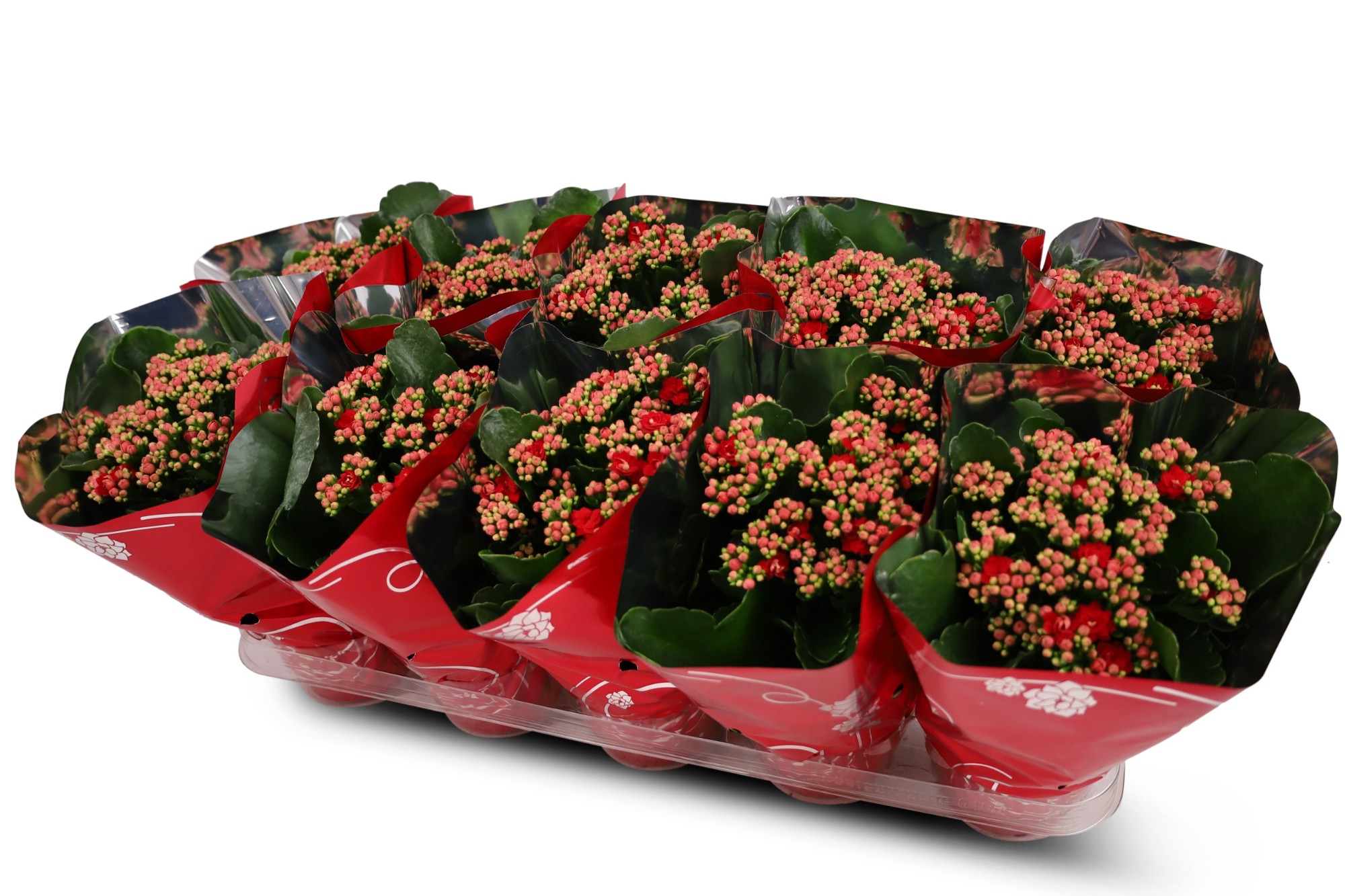 Picture of Kalanchoë Perfecta Red Premium sleeve P12 25CM