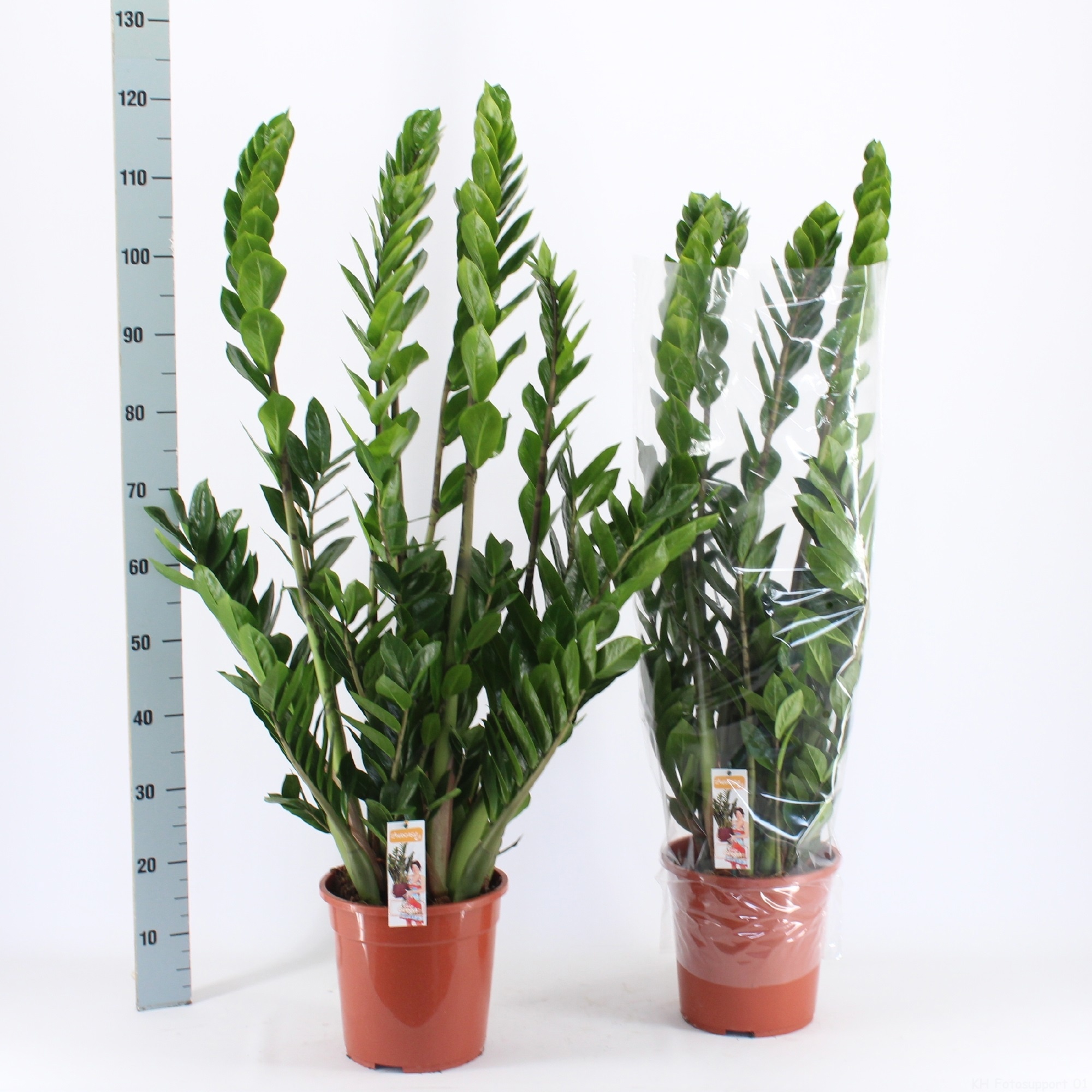 Zamio Zamiifolia 24P 110H 10TAK